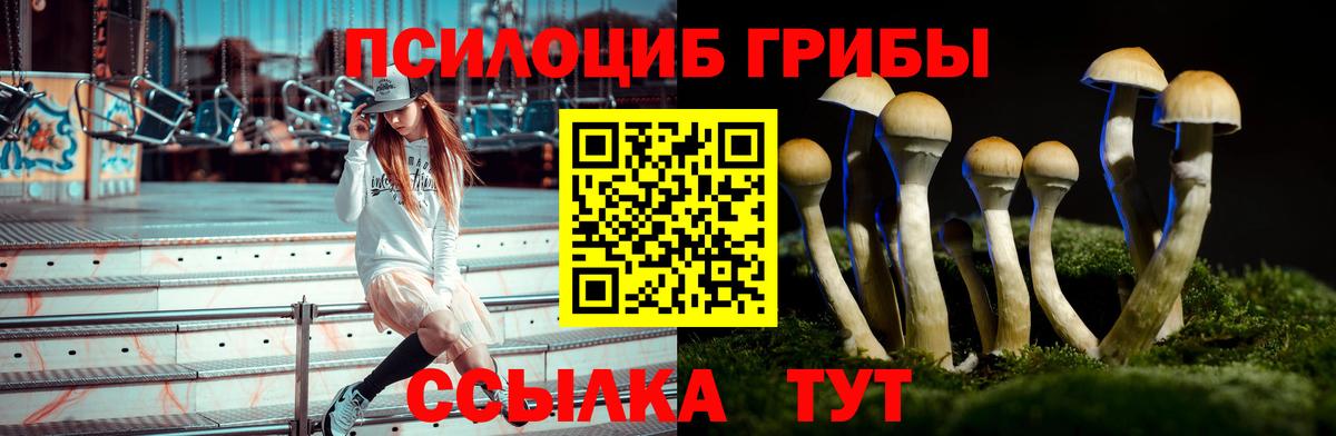 Псилоцибиновые грибы MAGIC MUSHROOMS  продажа наркотиков  Ефремов 